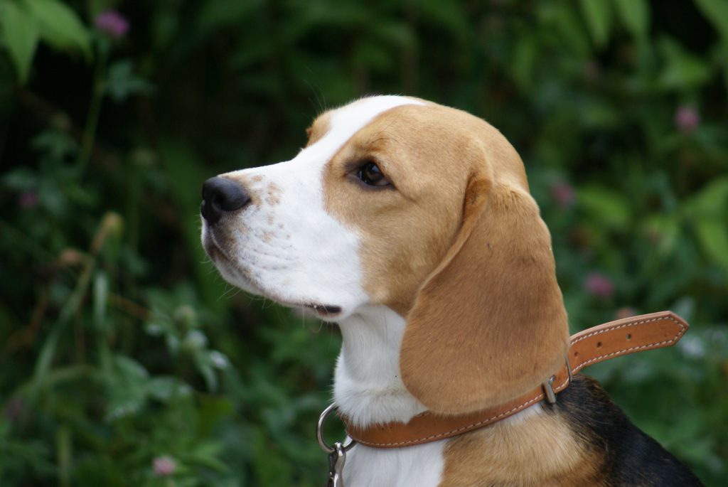 Sweet Duncan of Justine's Pack